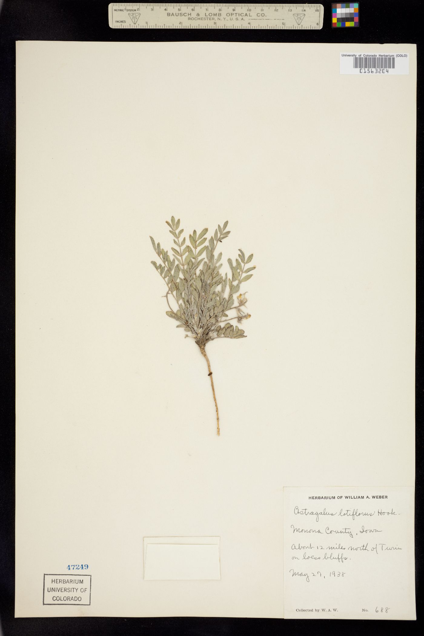 Astragalus lotiflorus image