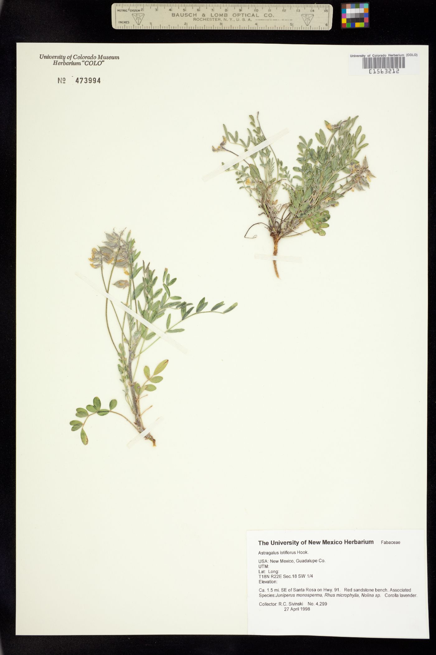 Astragalus lotiflorus image