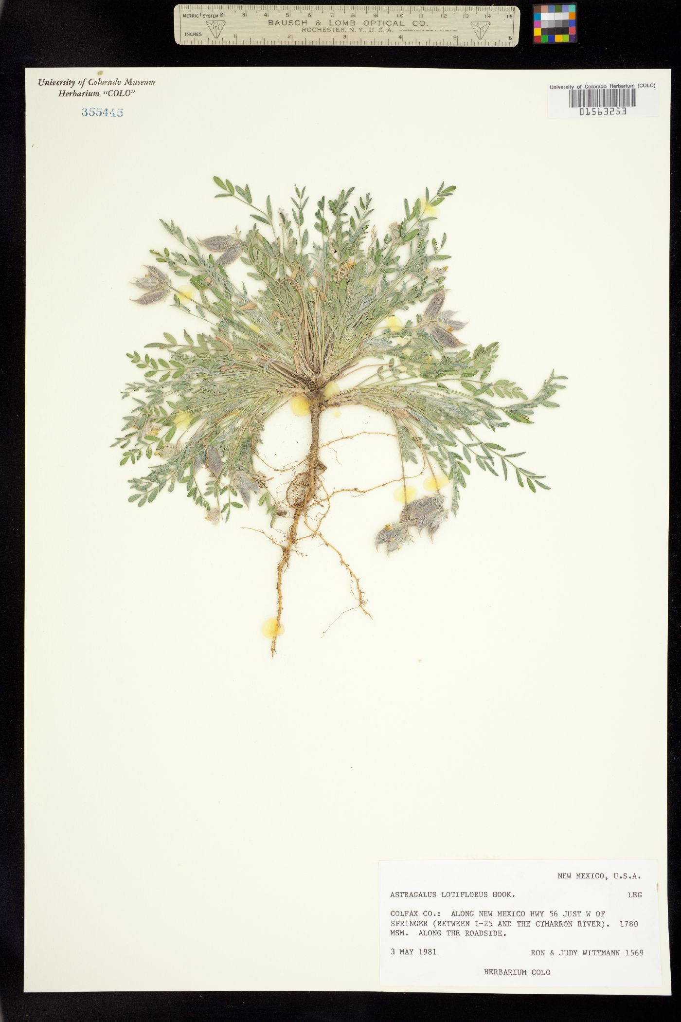 Astragalus lotiflorus image
