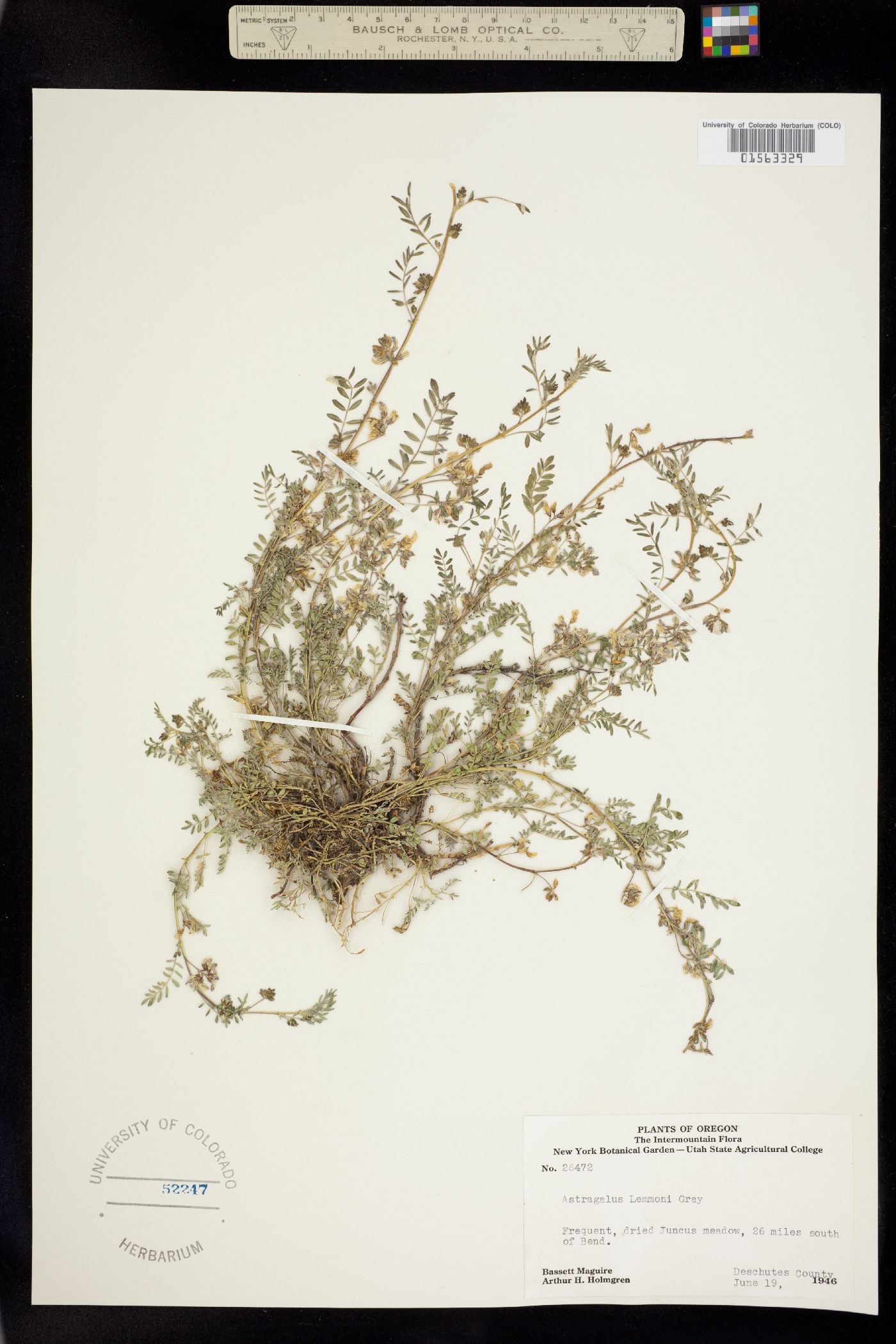 Astragalus lemmonii image