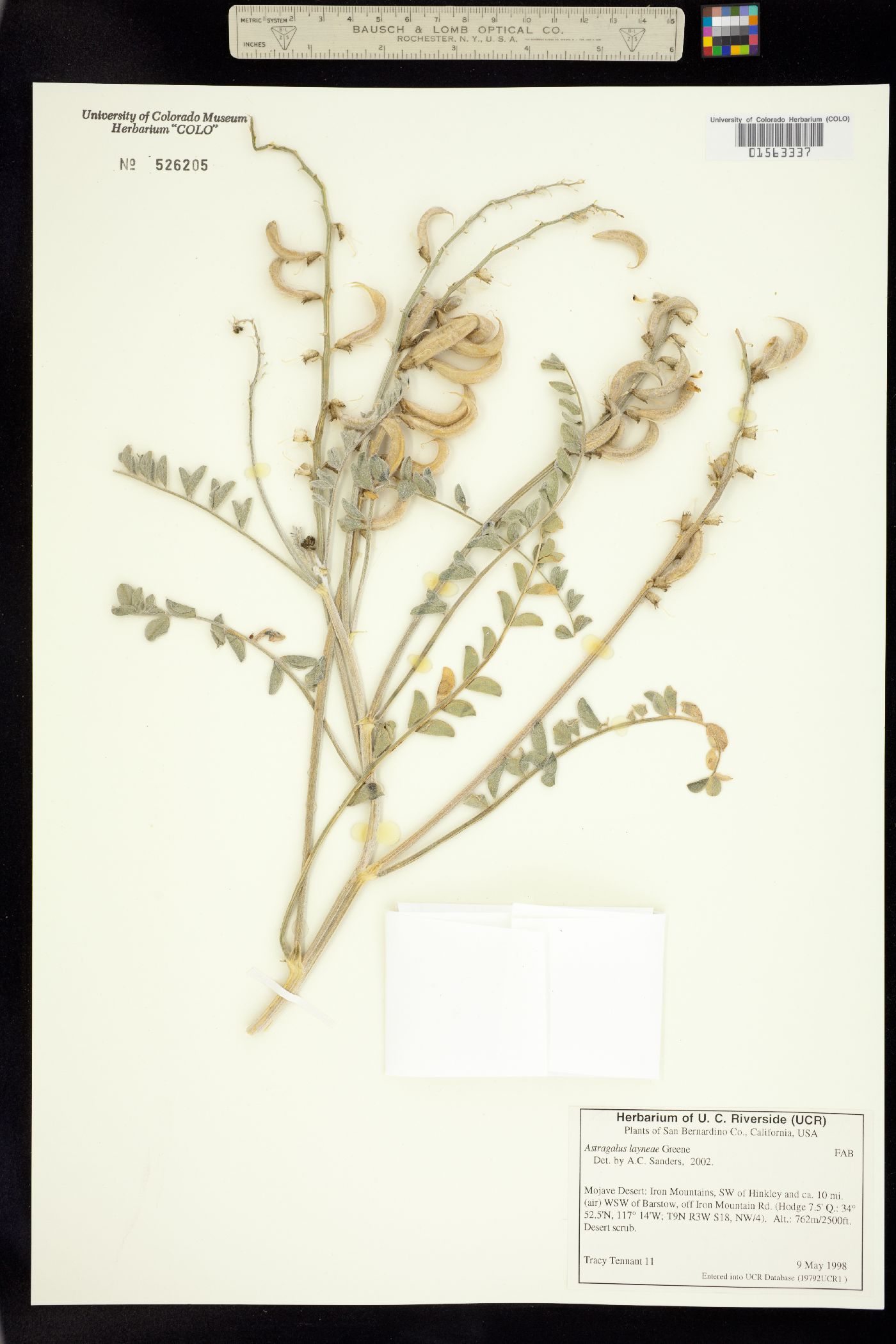 Astragalus layneae image