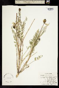 Astragalus collinus var. laurentii image