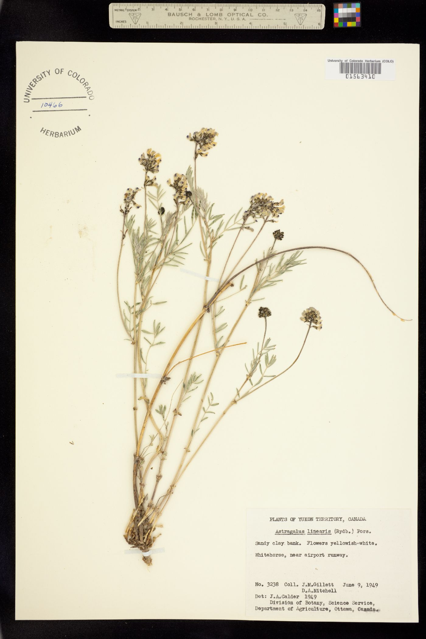 Astragalus australis var. muriei image