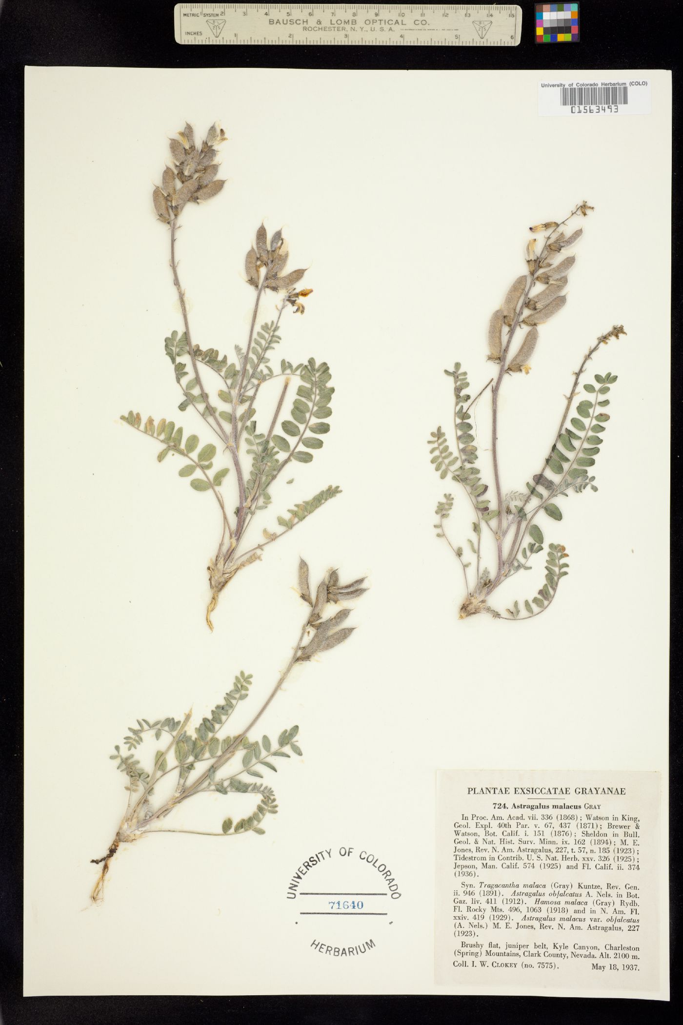 Astragalus minthorniae var. villosus image