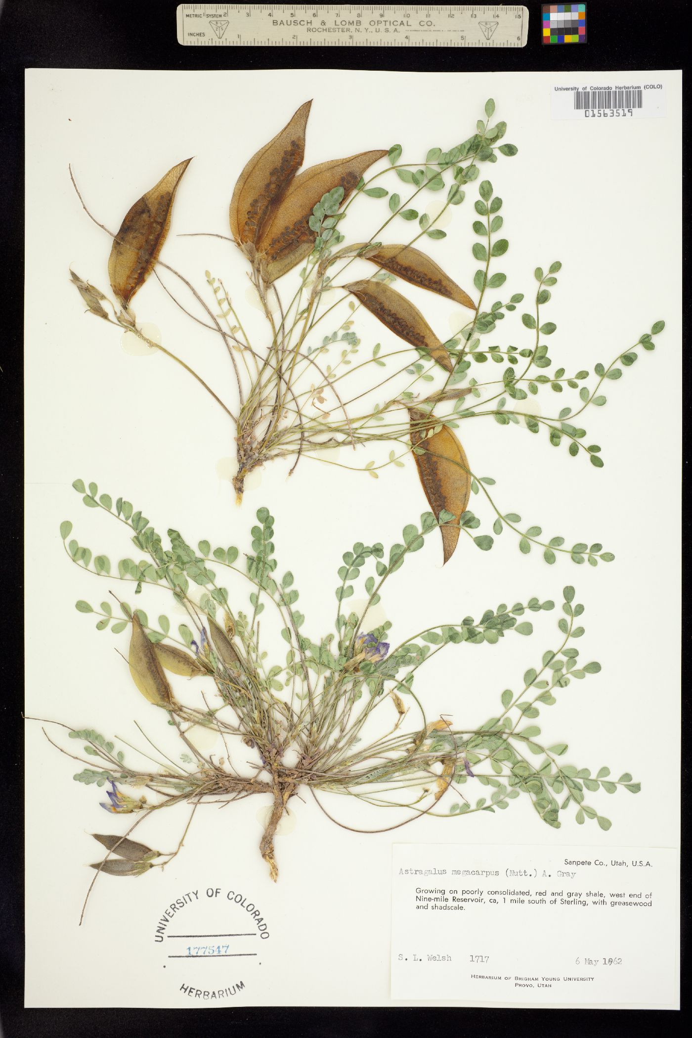 Astragalus megacarpus image