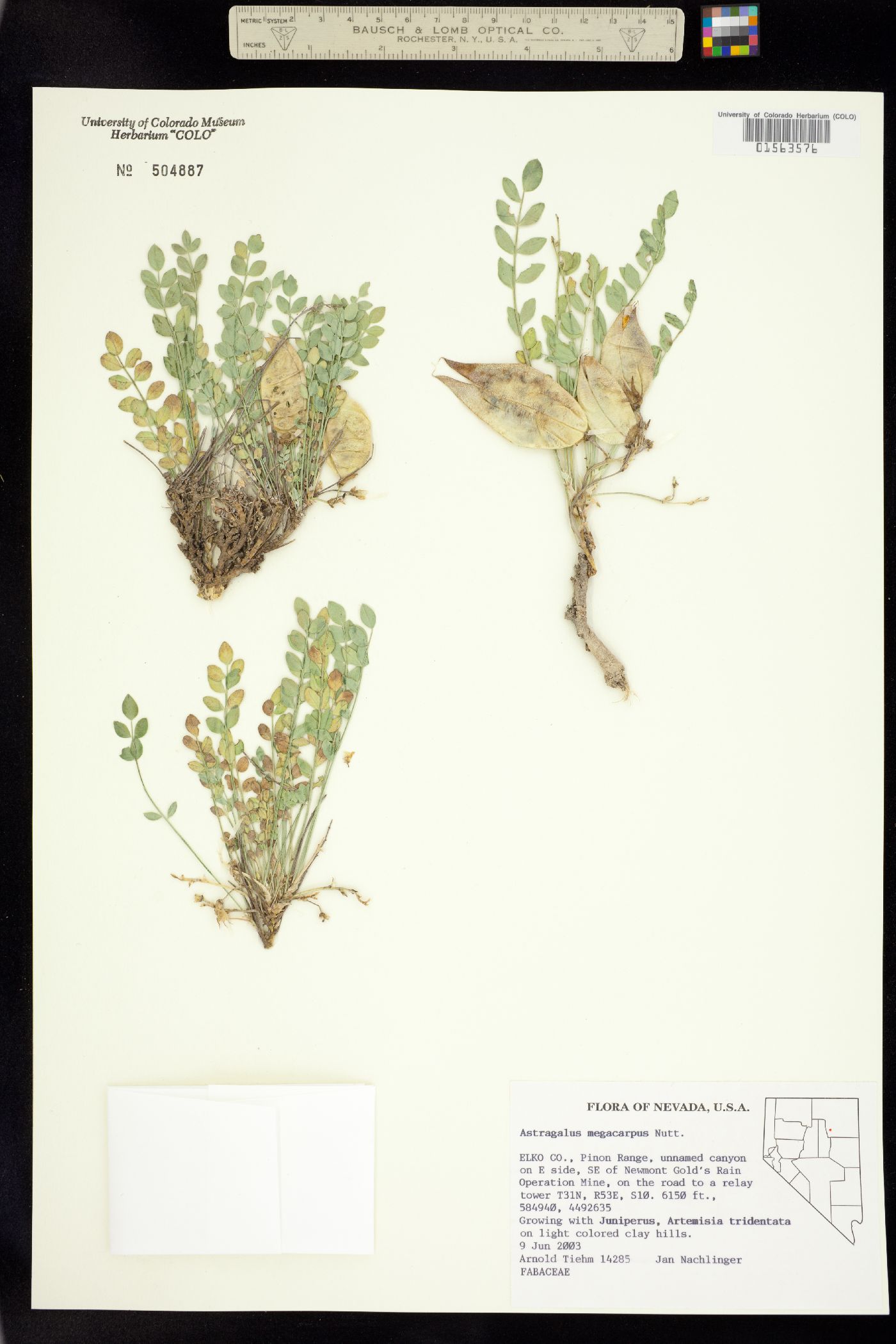 Astragalus megacarpus image