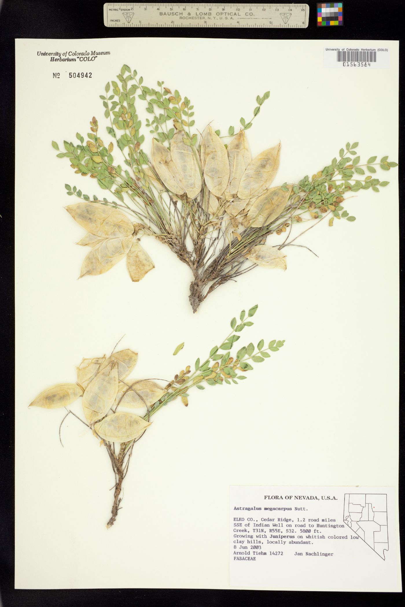 Astragalus megacarpus image
