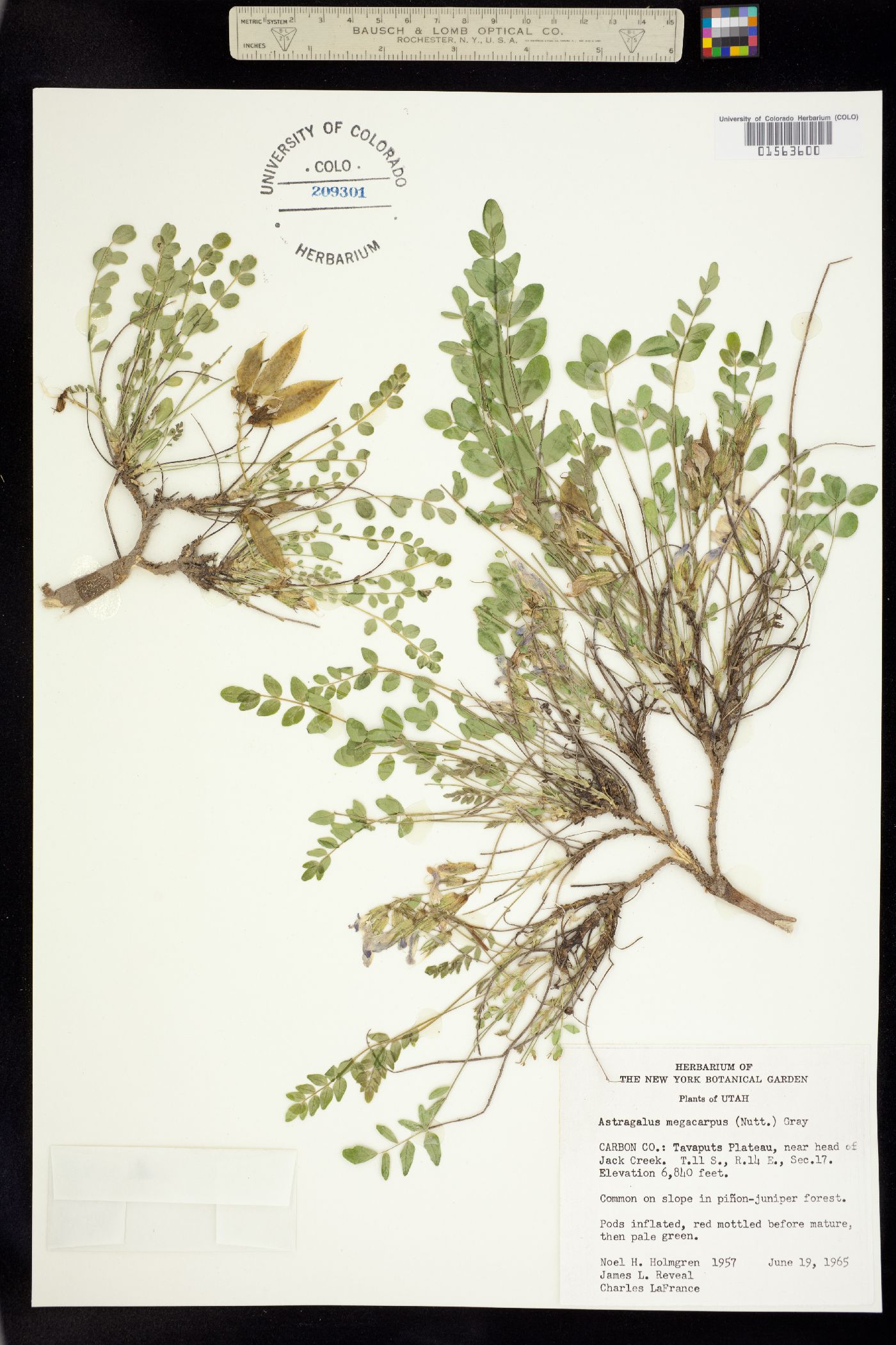 Astragalus megacarpus image