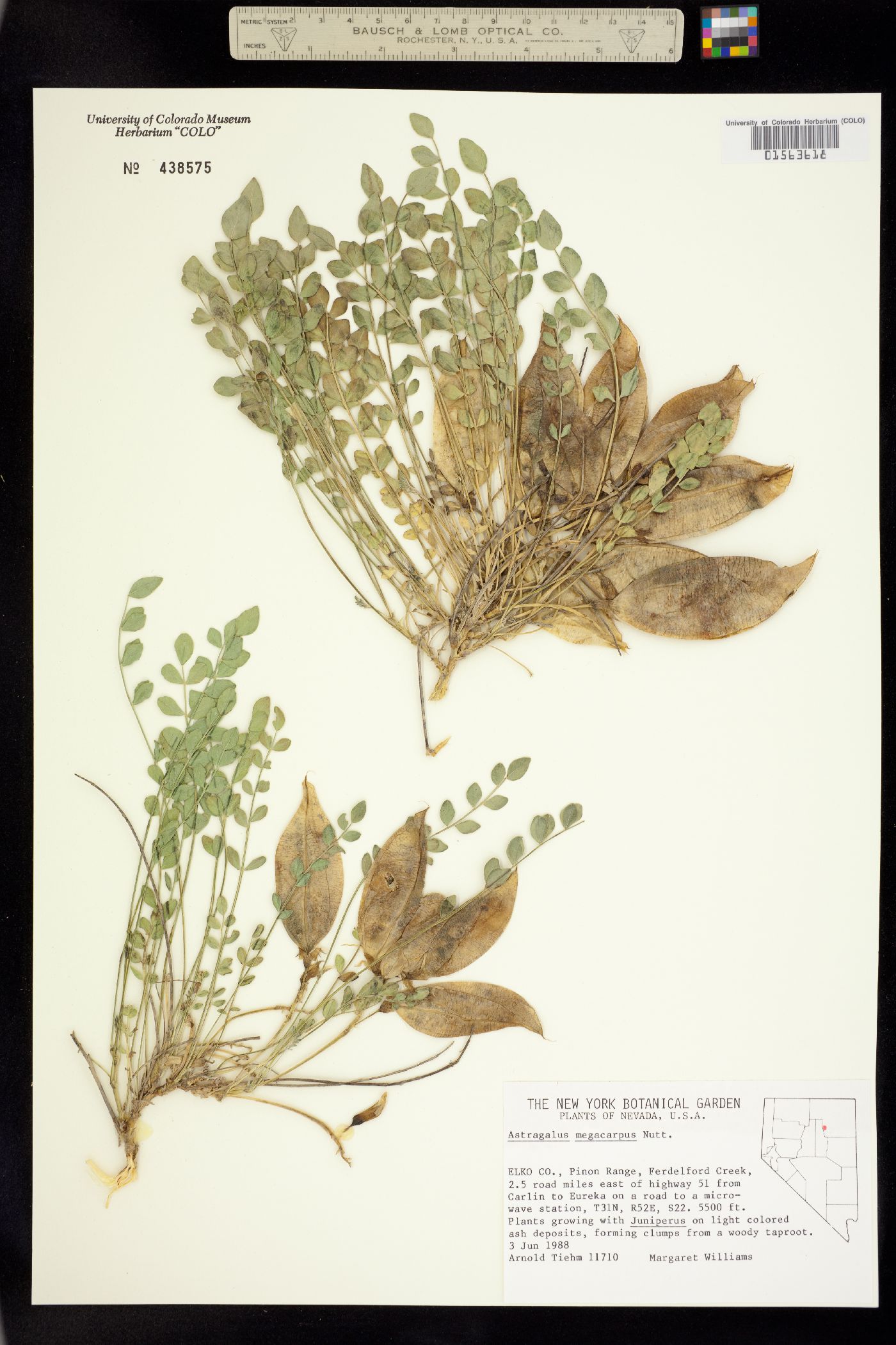 Astragalus megacarpus image