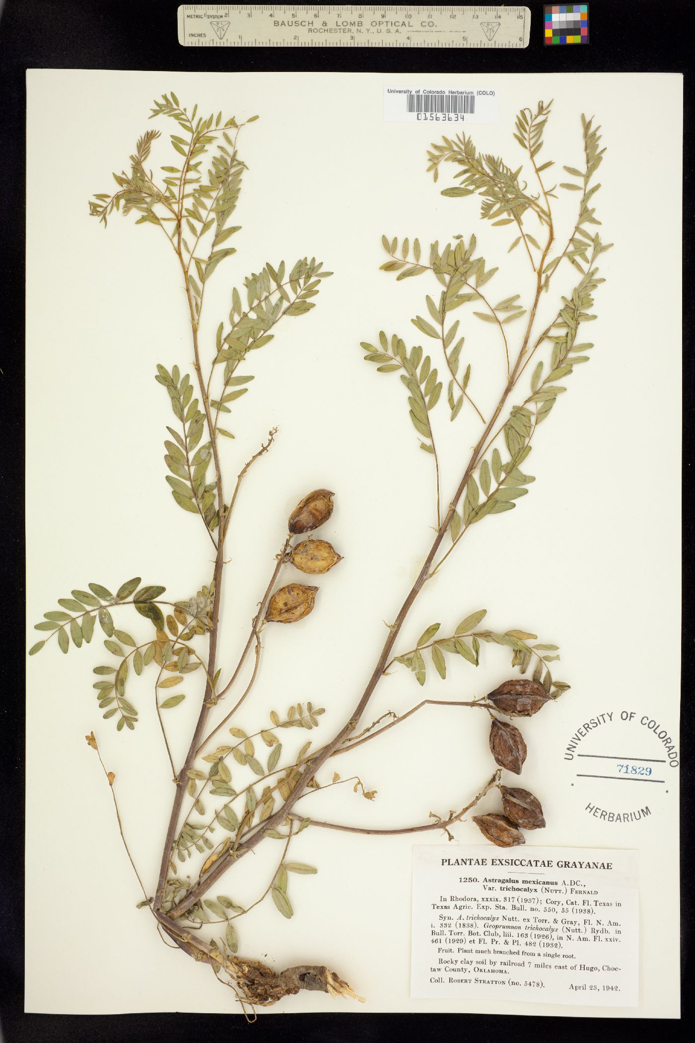 Astragalus crassicarpus var. berlandieri image