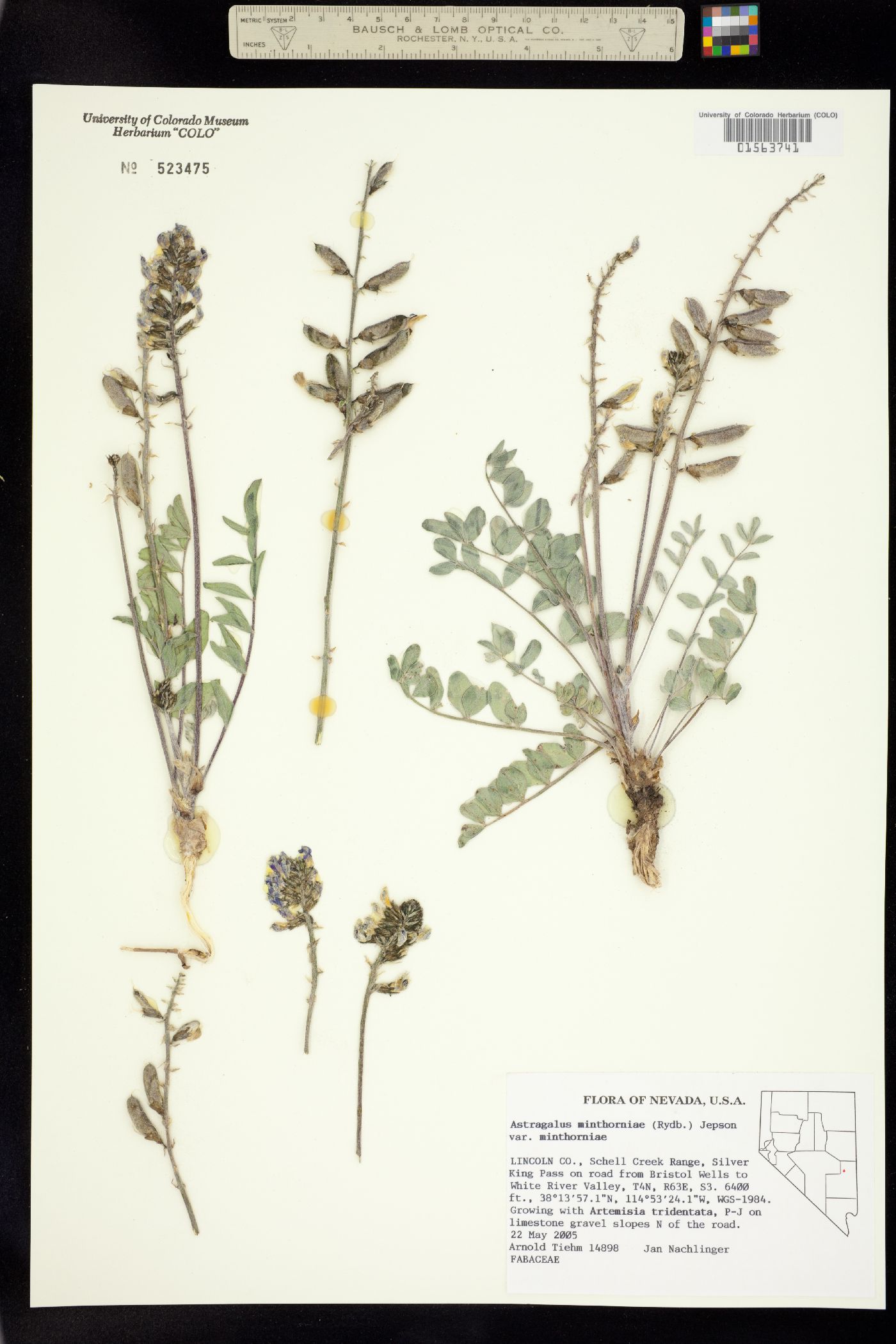 Astragalus minthorniae image