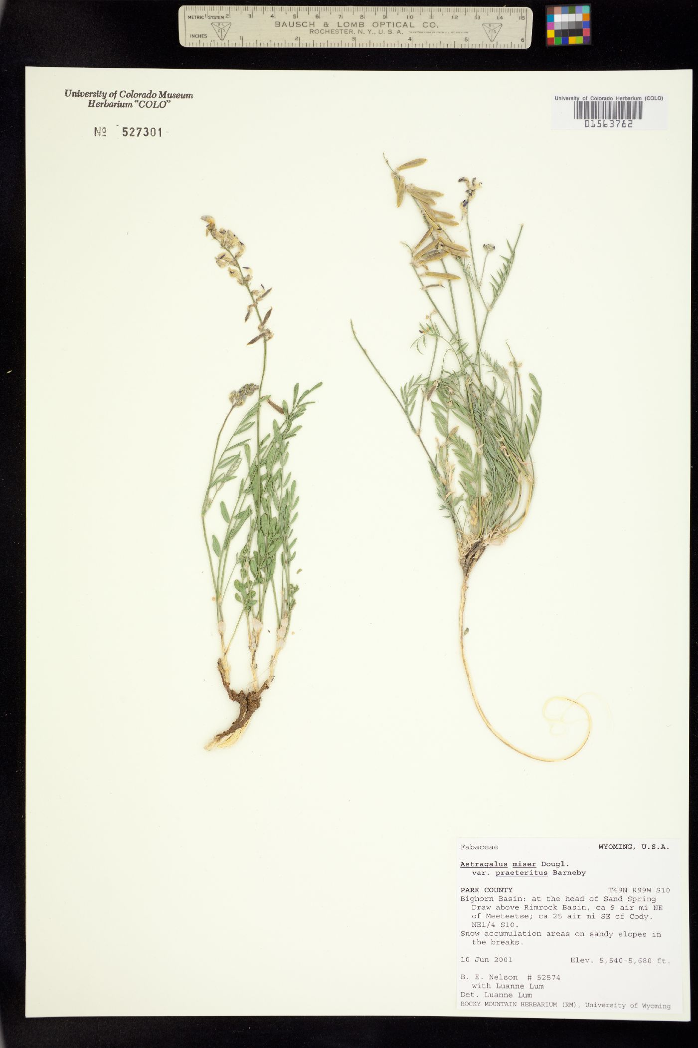 Astragalus miser image