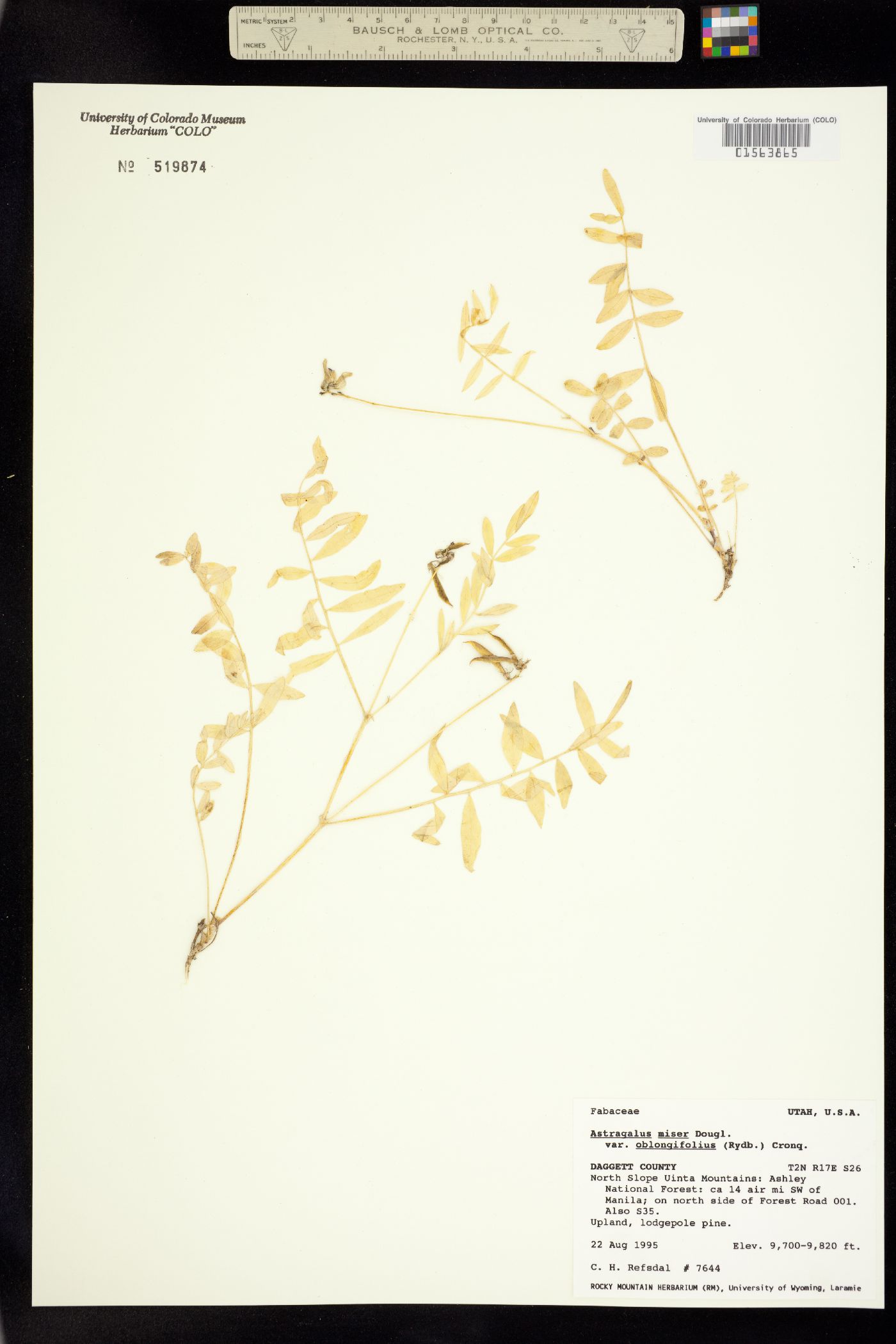Astragalus miser image