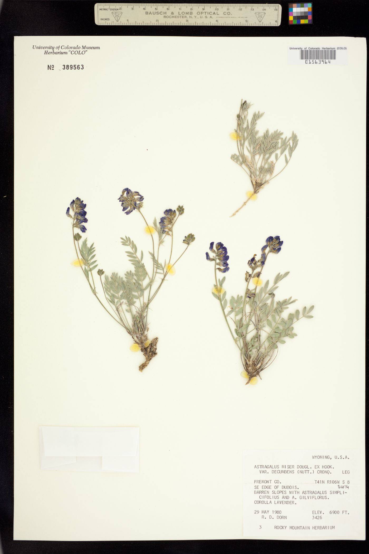 Astragalus miser var. decumbens image