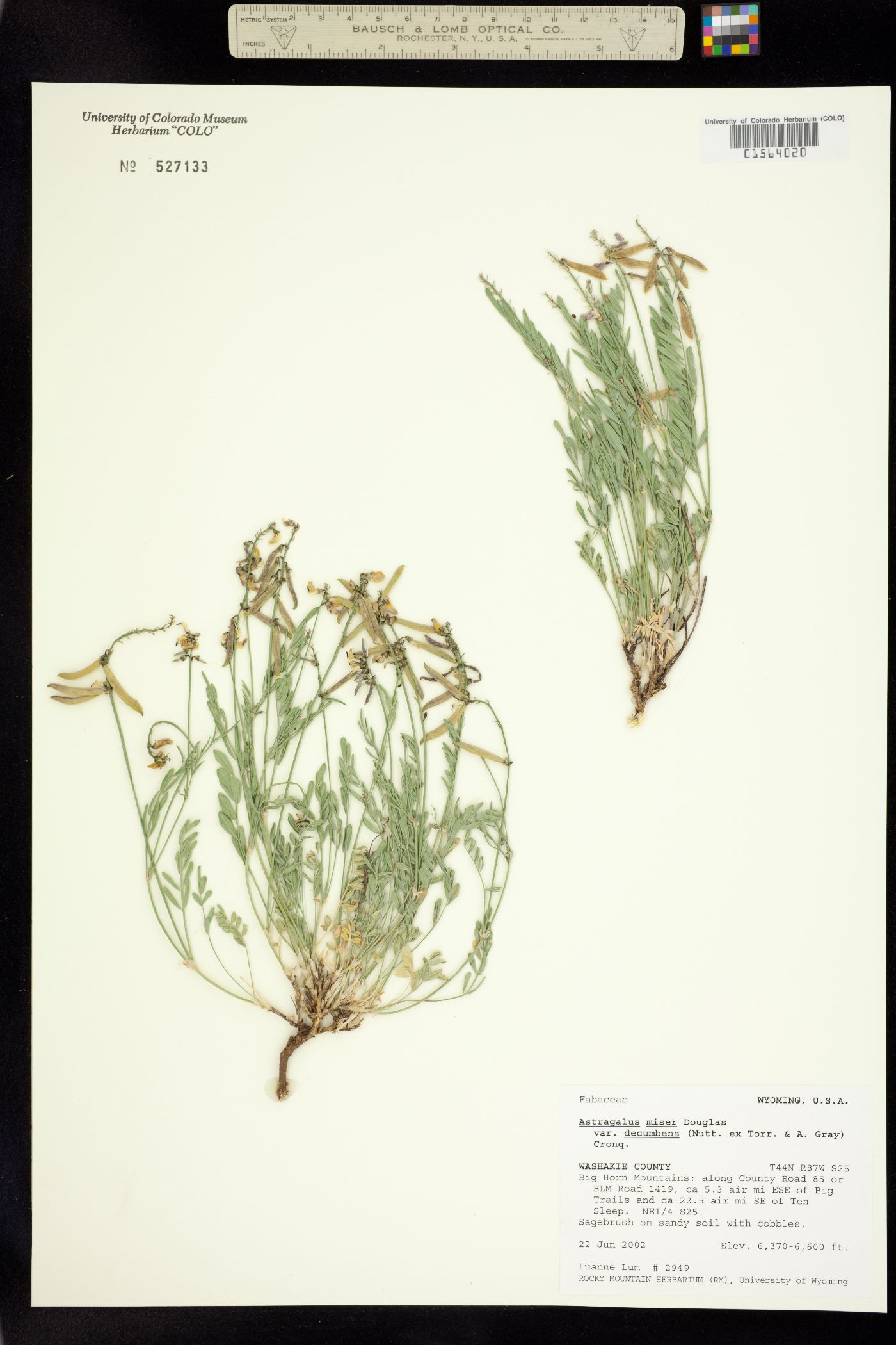 Astragalus miser var. decumbens image