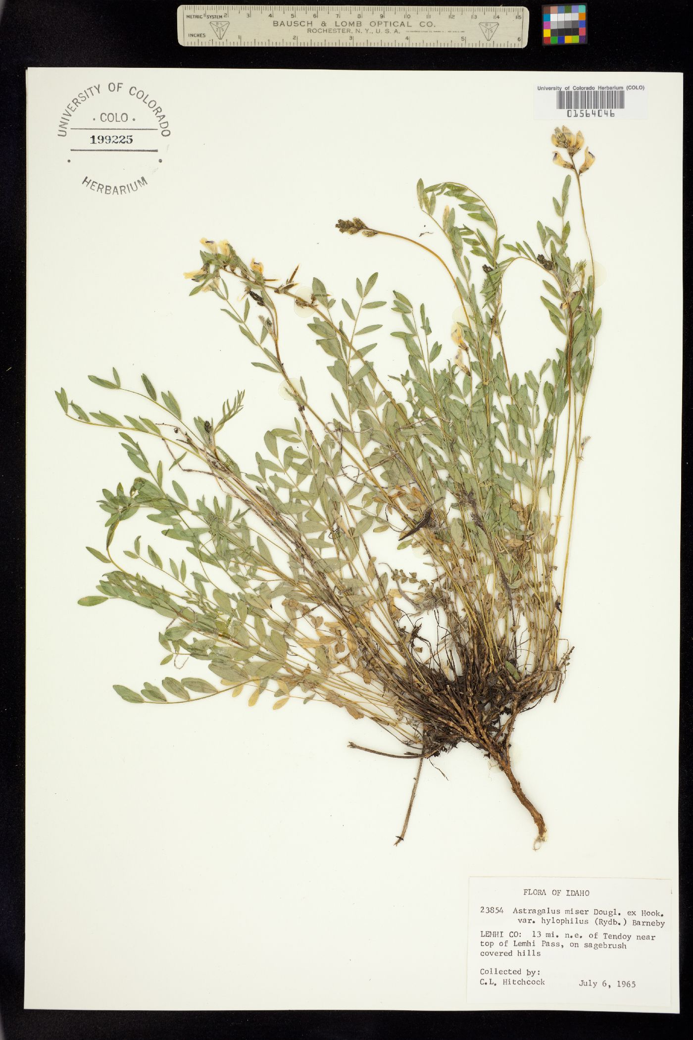 Astragalus miser var. hylophilus image