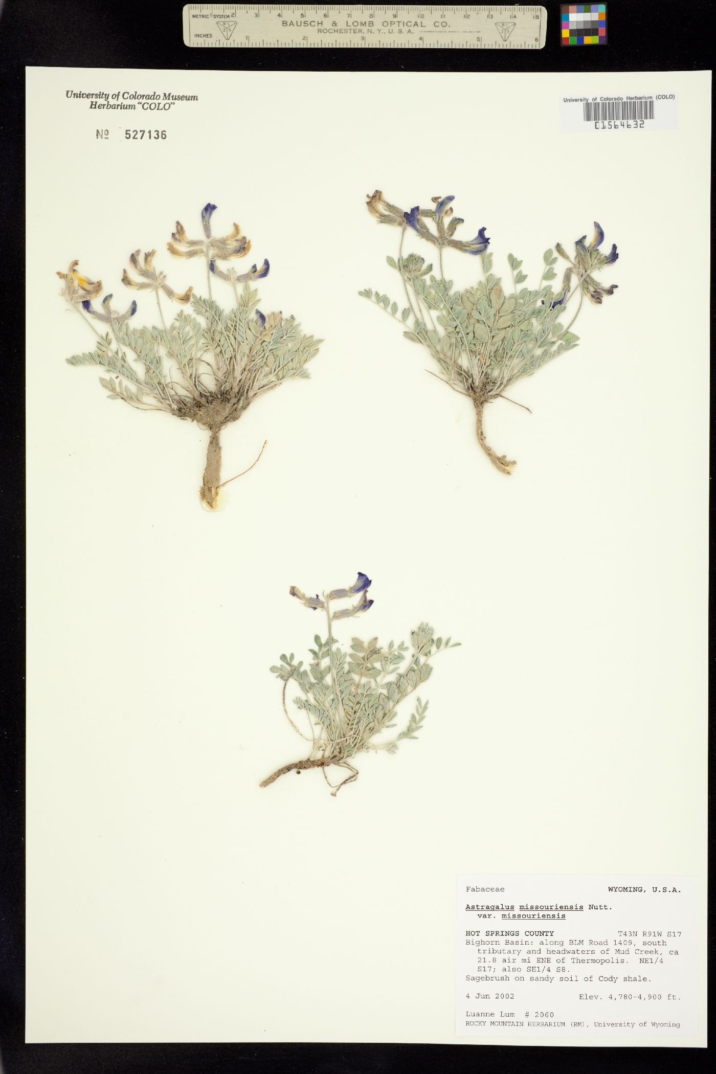 Astragalus missouriensis var. missouriensis image