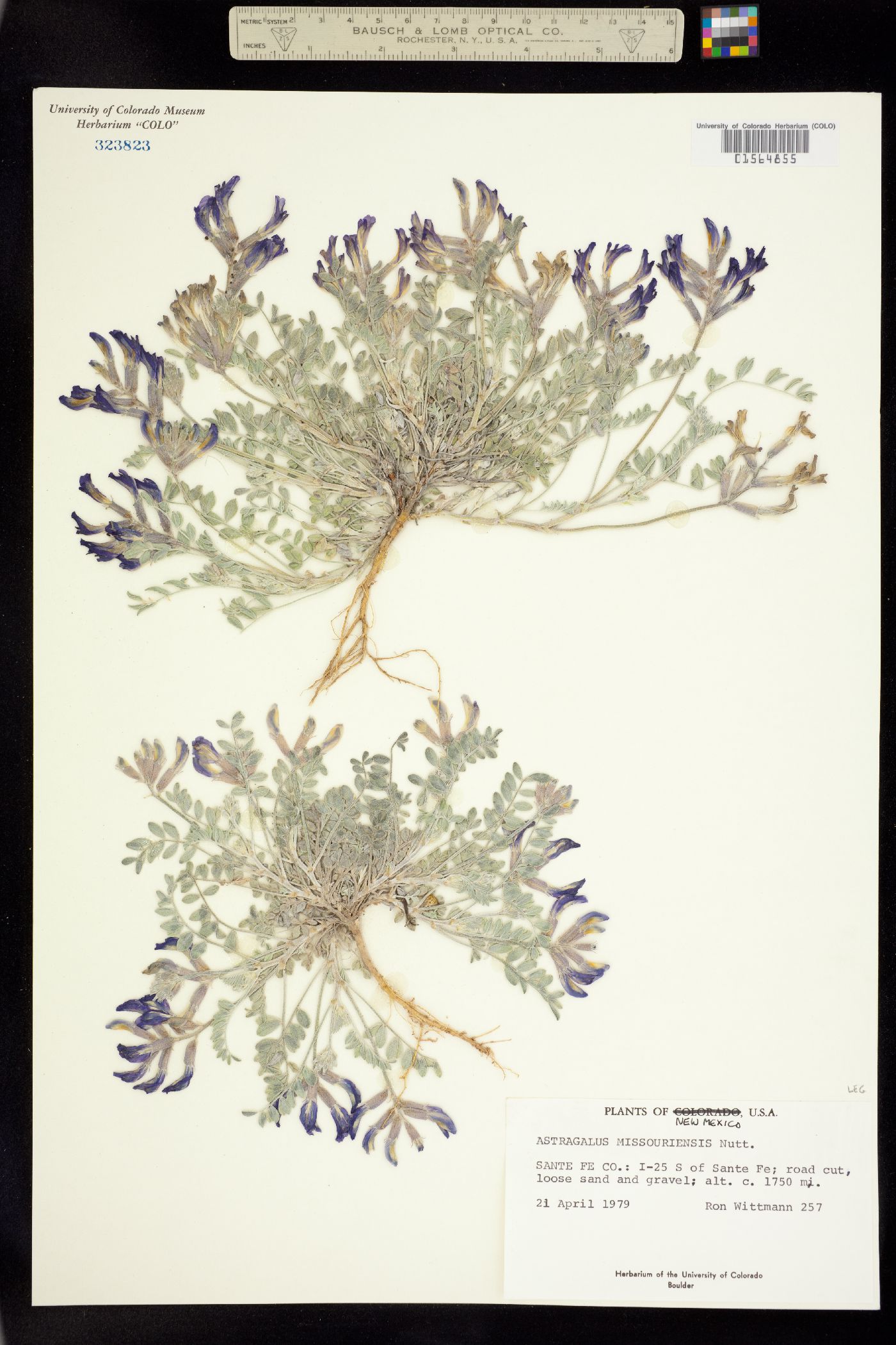 Astragalus missouriensis image
