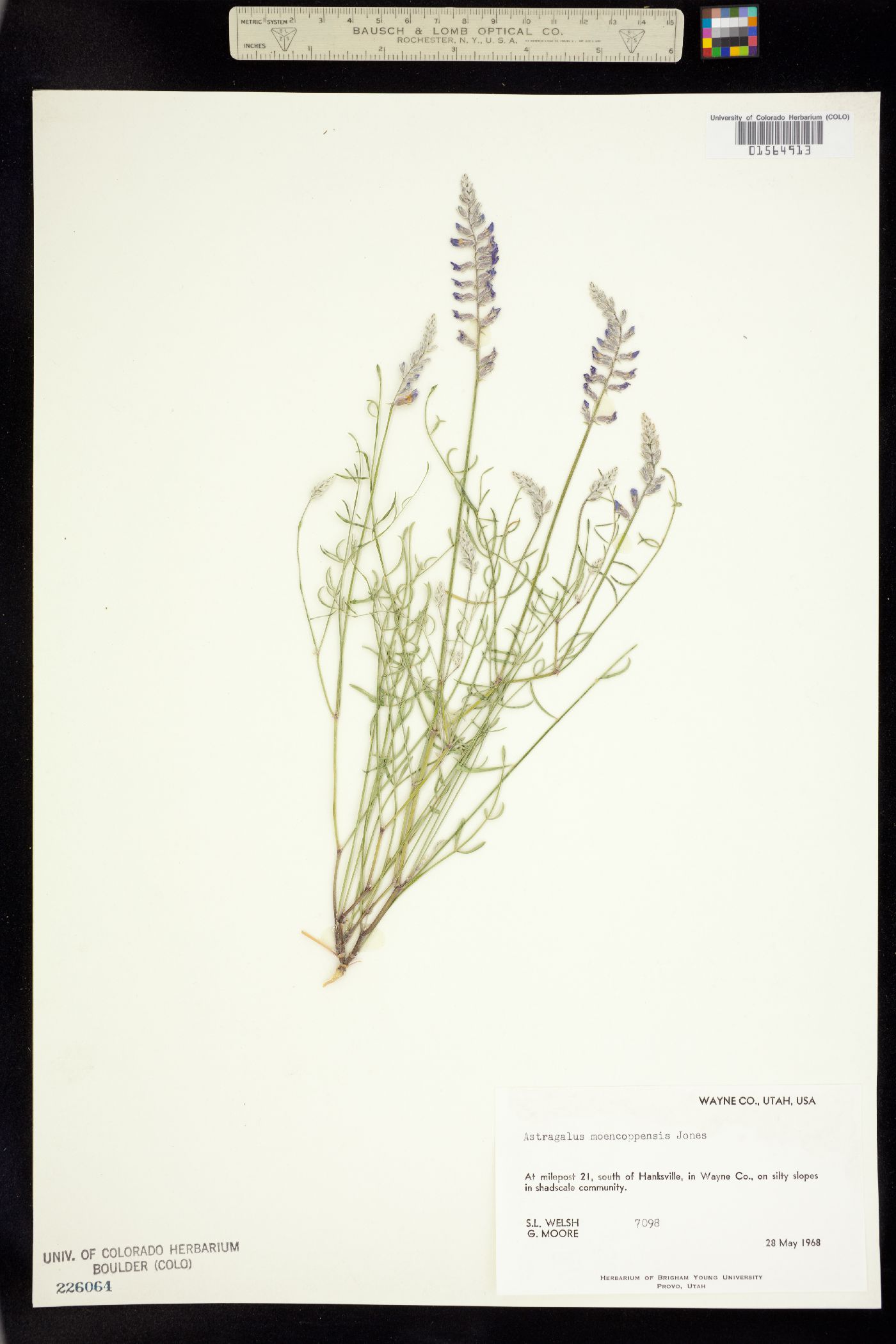 Astragalus moencoppensis image