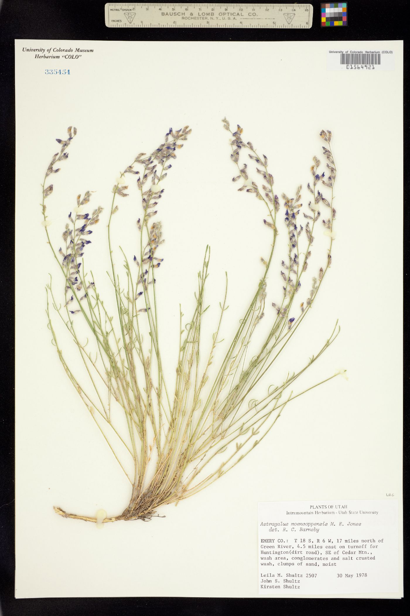 Astragalus moencoppensis image