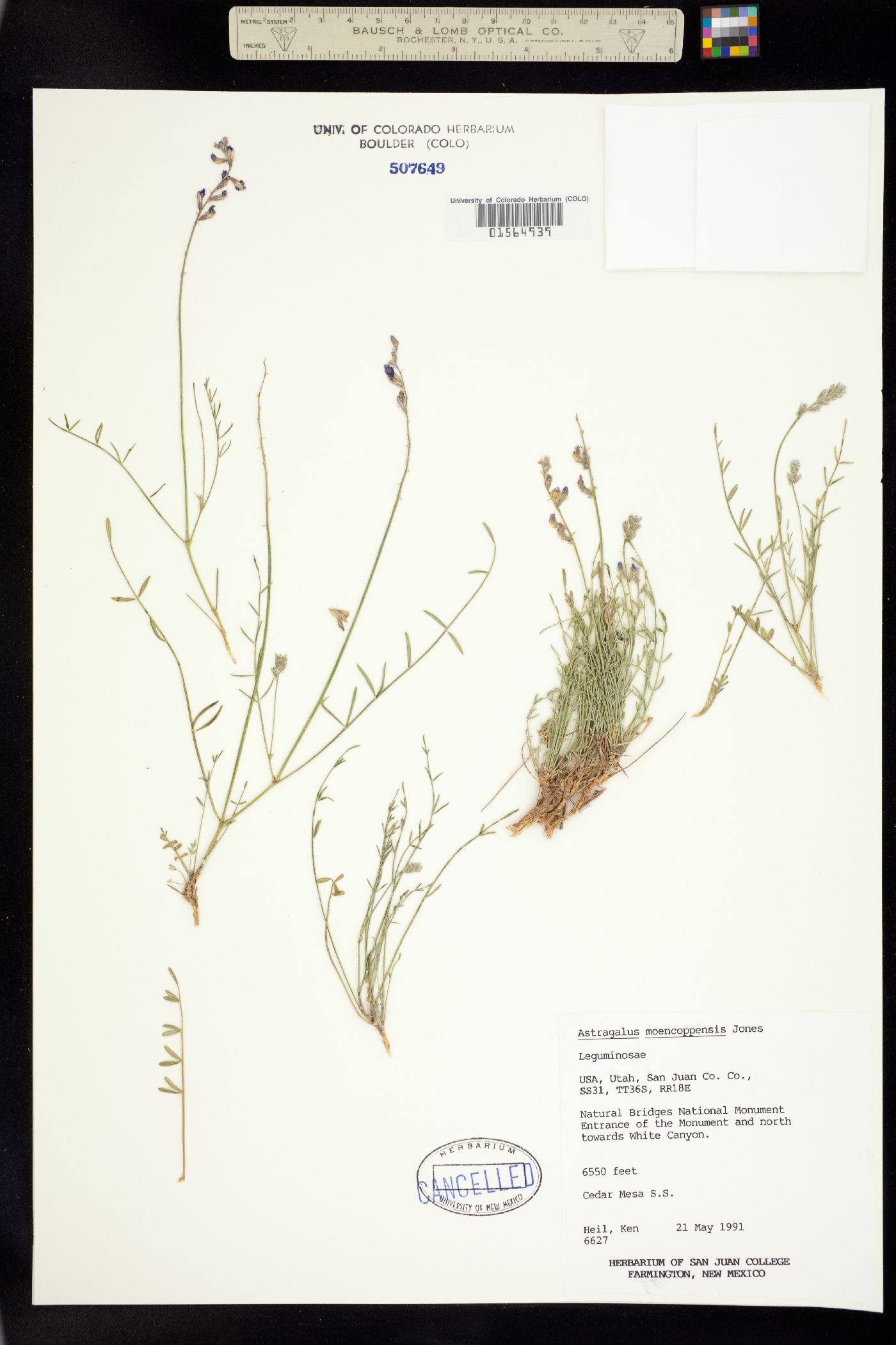 Astragalus moencoppensis image