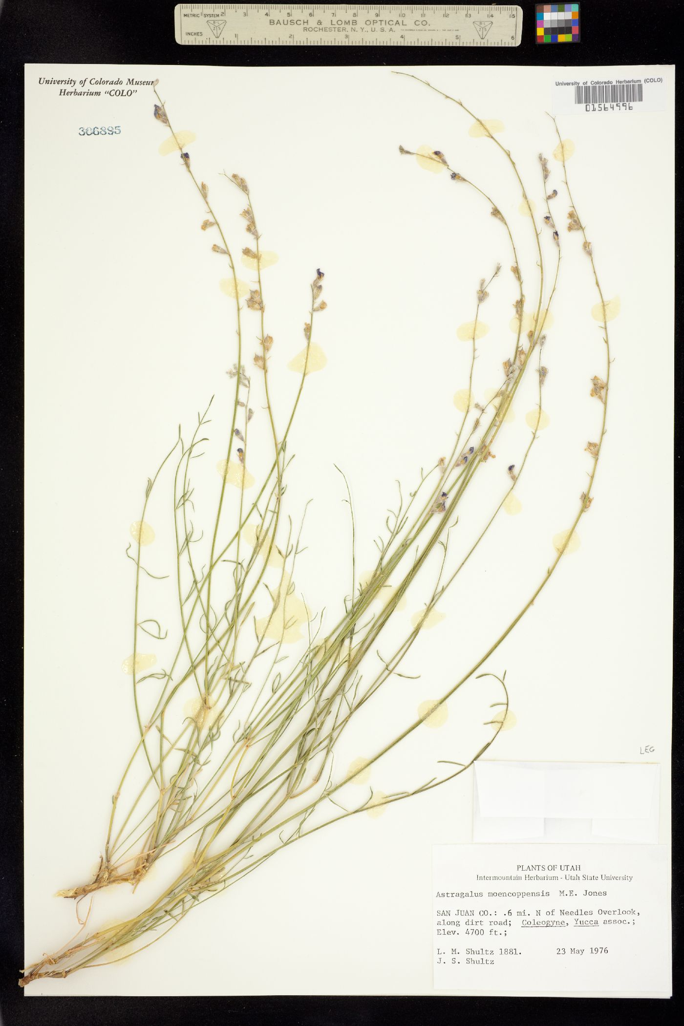 Astragalus moencoppensis image