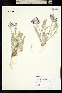 Astragalus mollissimus image