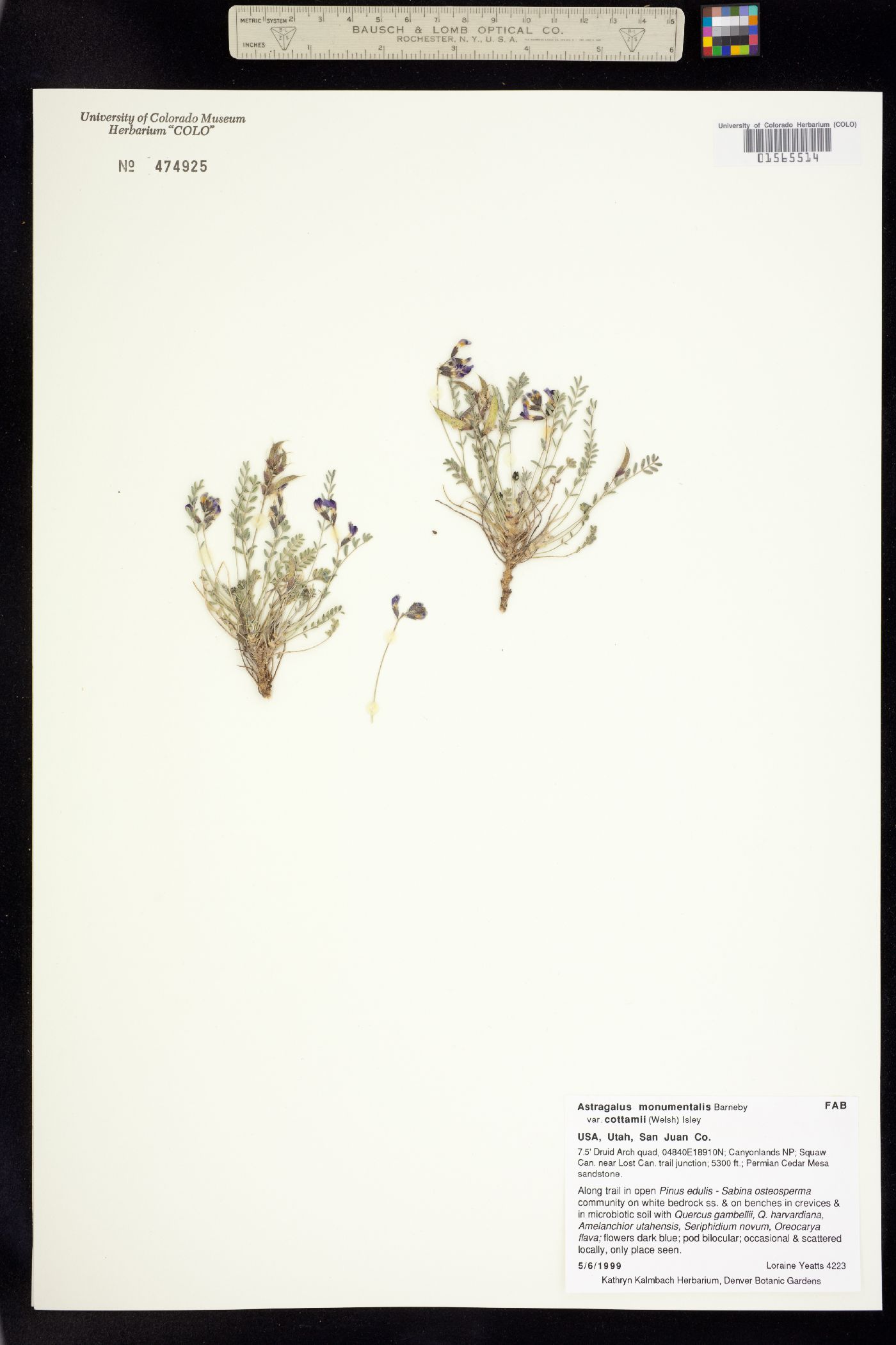 Astragalus monumentalis image