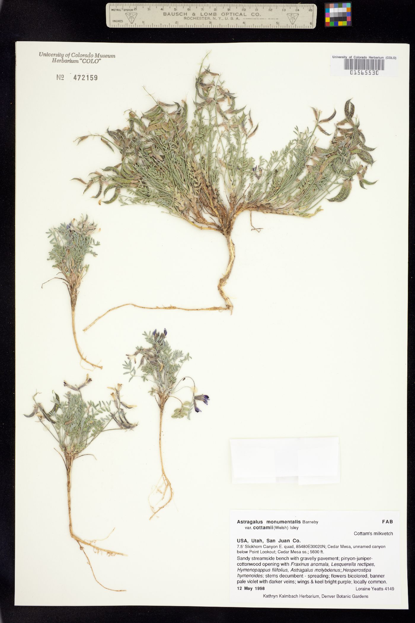 Astragalus monumentalis image