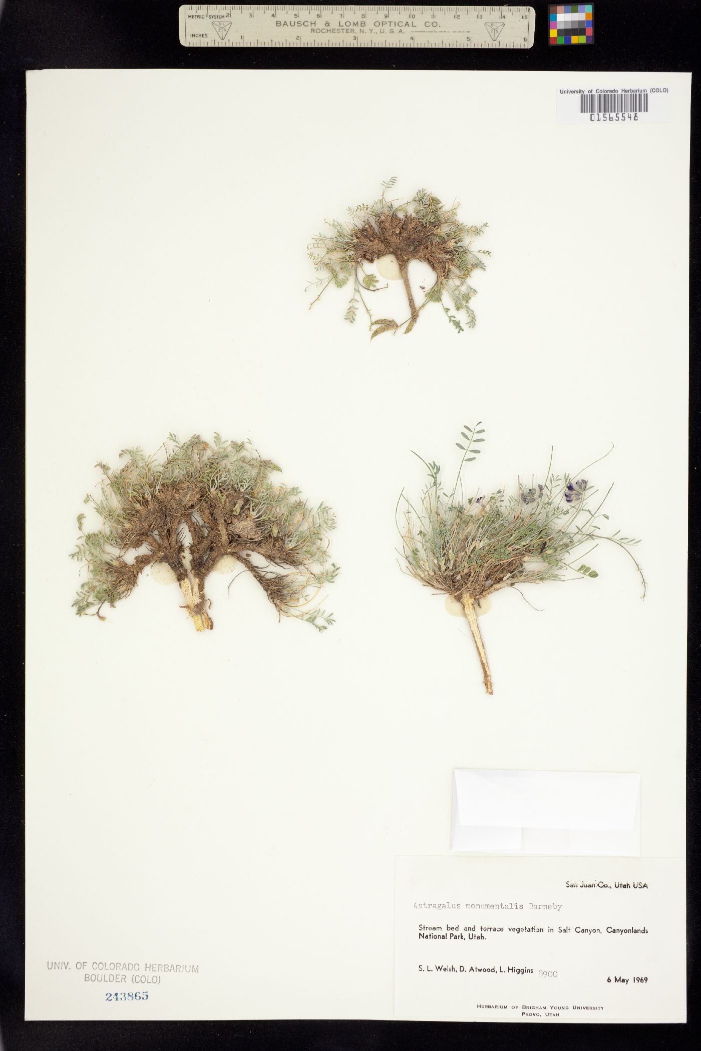 Astragalus monumentalis image