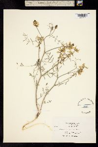 Astragalus misellus image