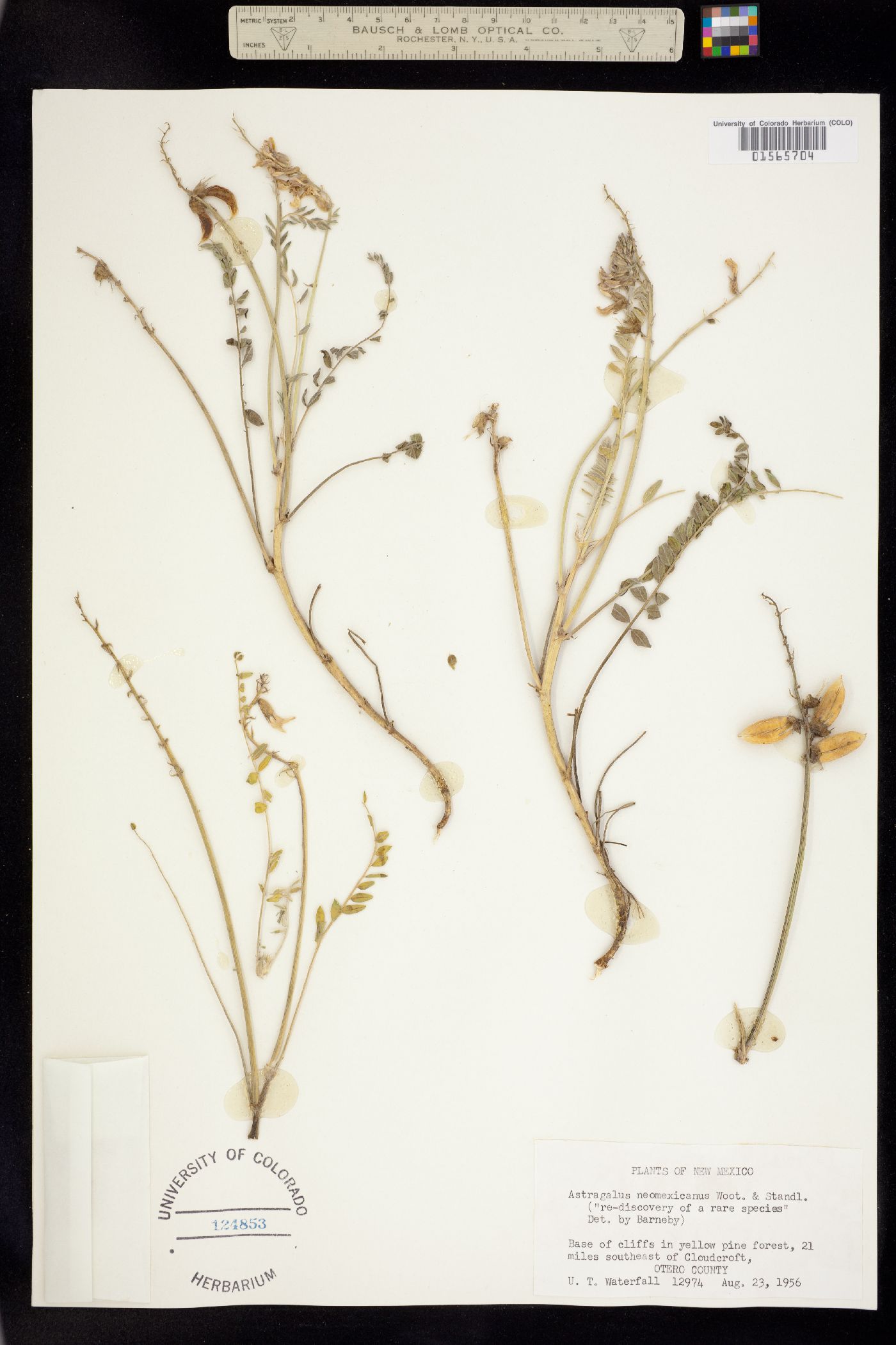 Astragalus neomexicanus image