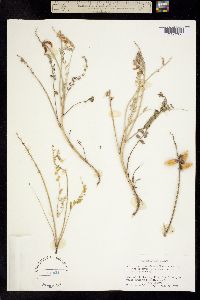 Astragalus neomexicanus image