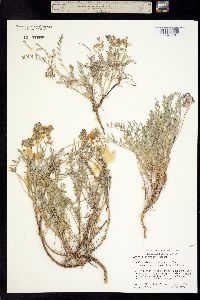 Astragalus moranii image