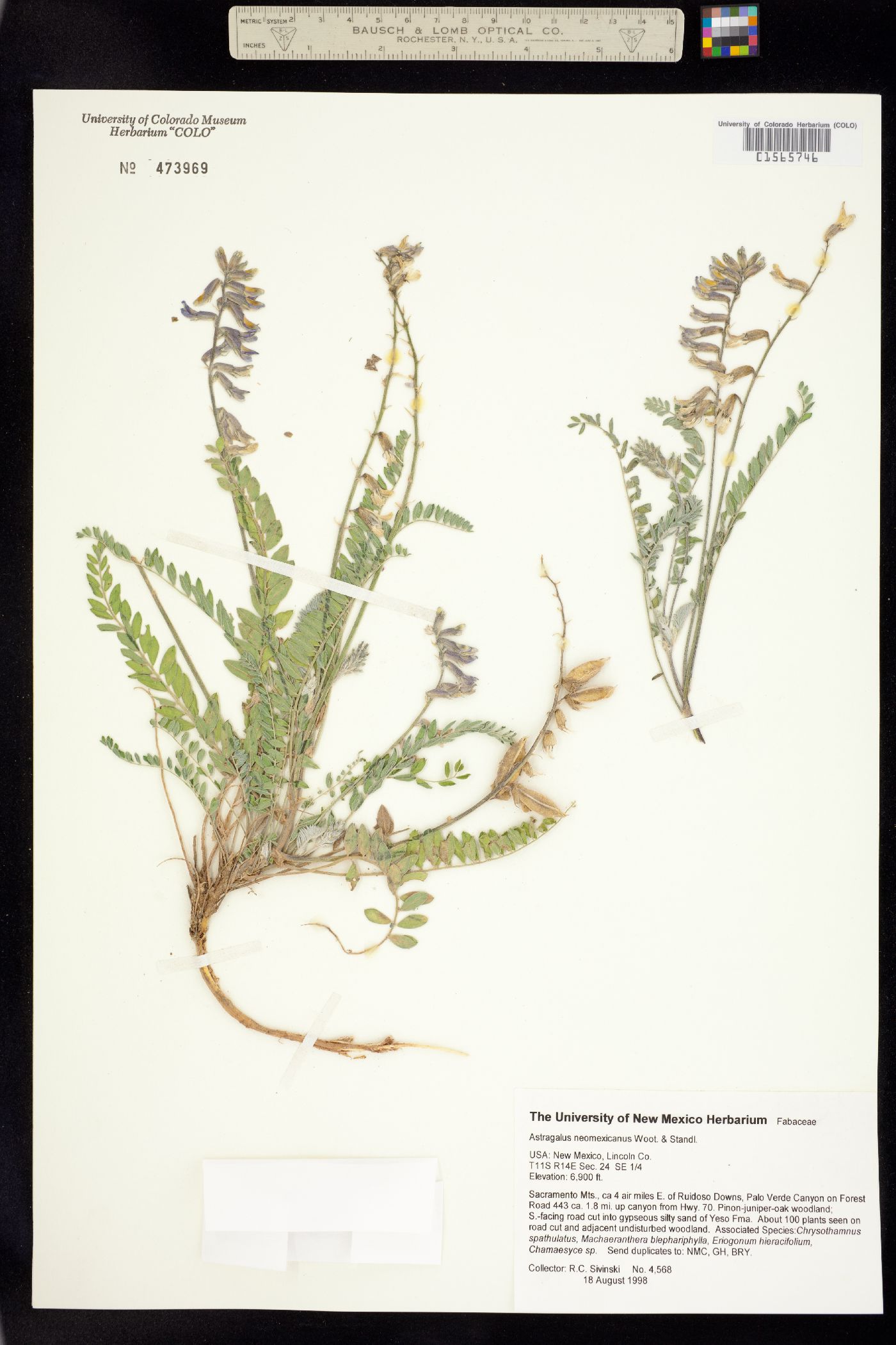 Astragalus neomexicanus image