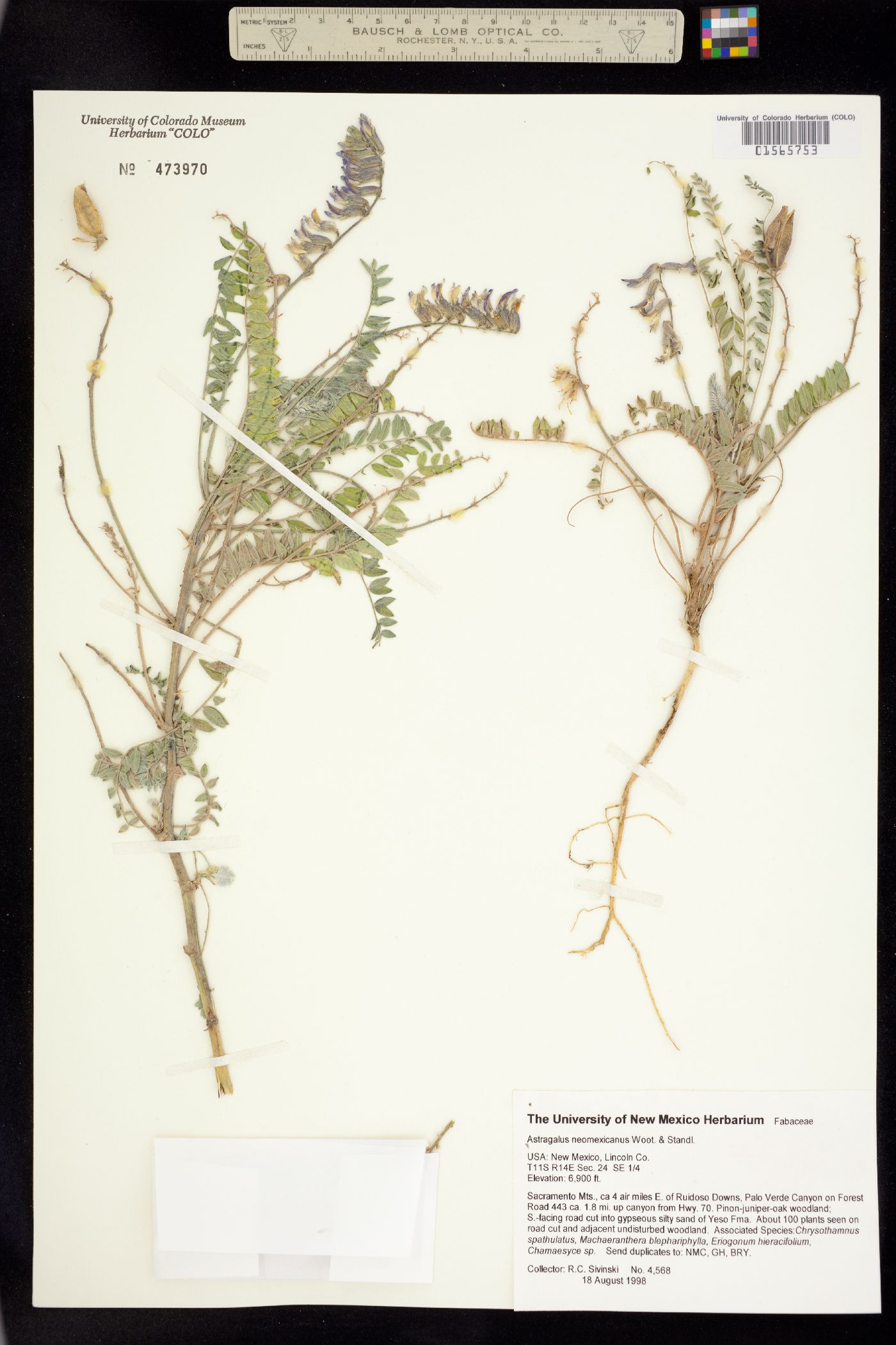 Astragalus neomexicanus image