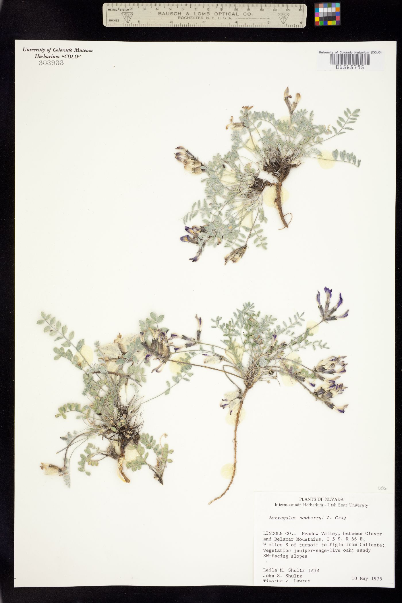 Astragalus newberryi image
