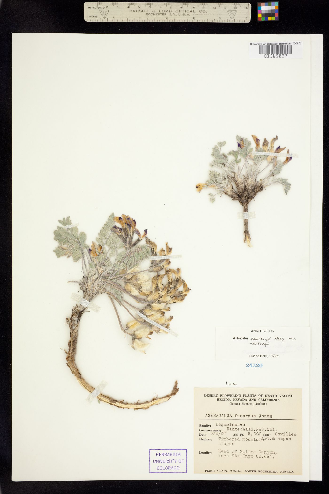 Astragalus newberryi image