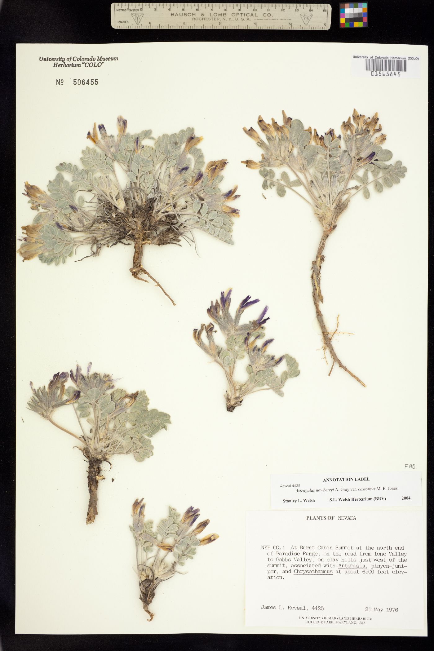 Astragalus newberryi image