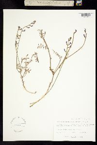 Astragalus nidularius image
