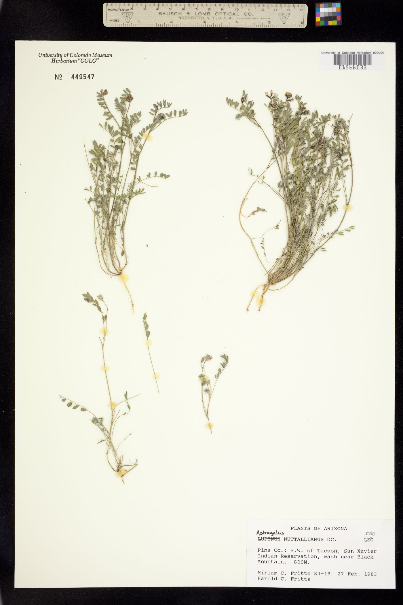 Astragalus nuttallianus image