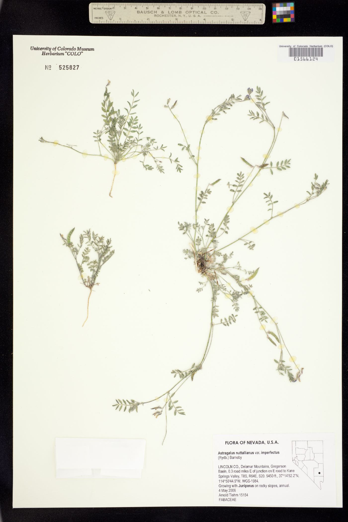 Astragalus nuttallianus image