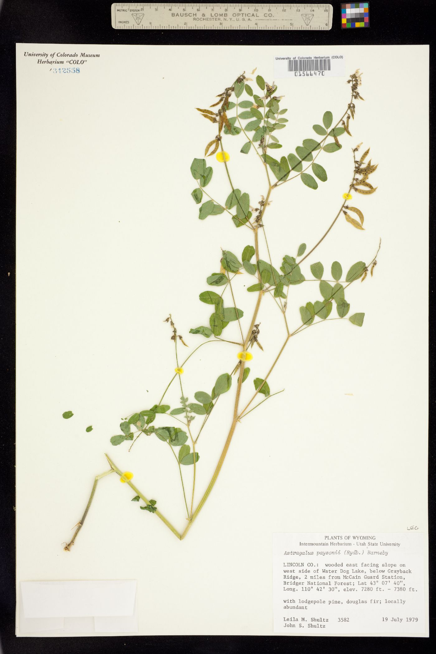 Astragalus paysonii image