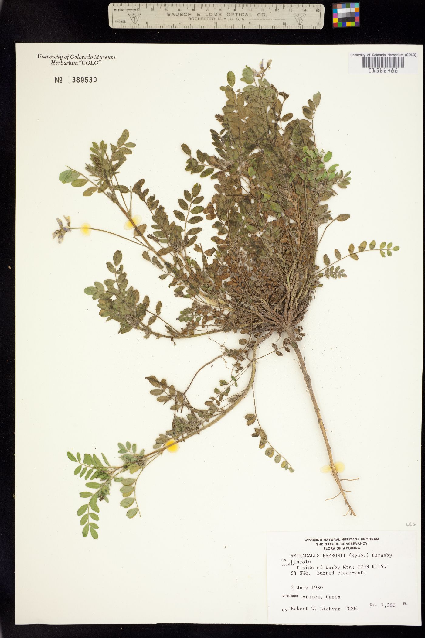 Astragalus paysonii image