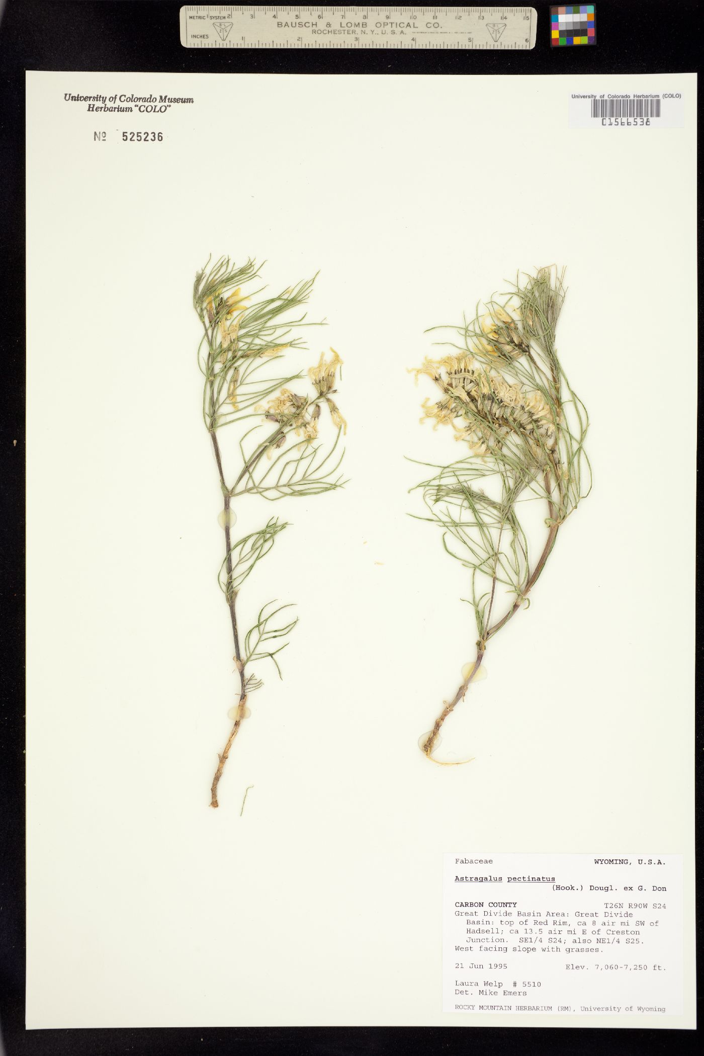 Astragalus pectinatus image