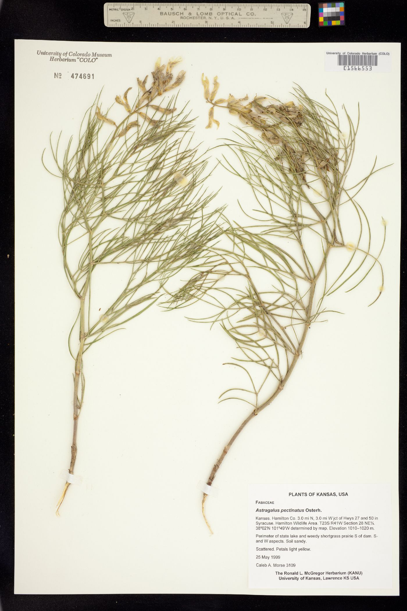 Astragalus pectinatus image