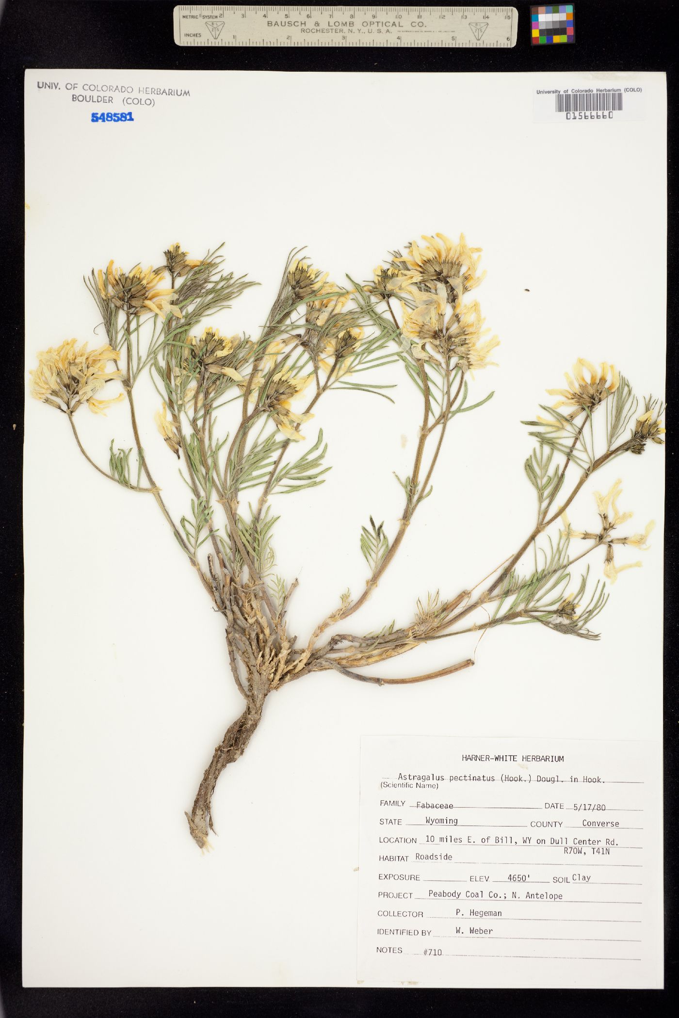 Astragalus pectinatus image