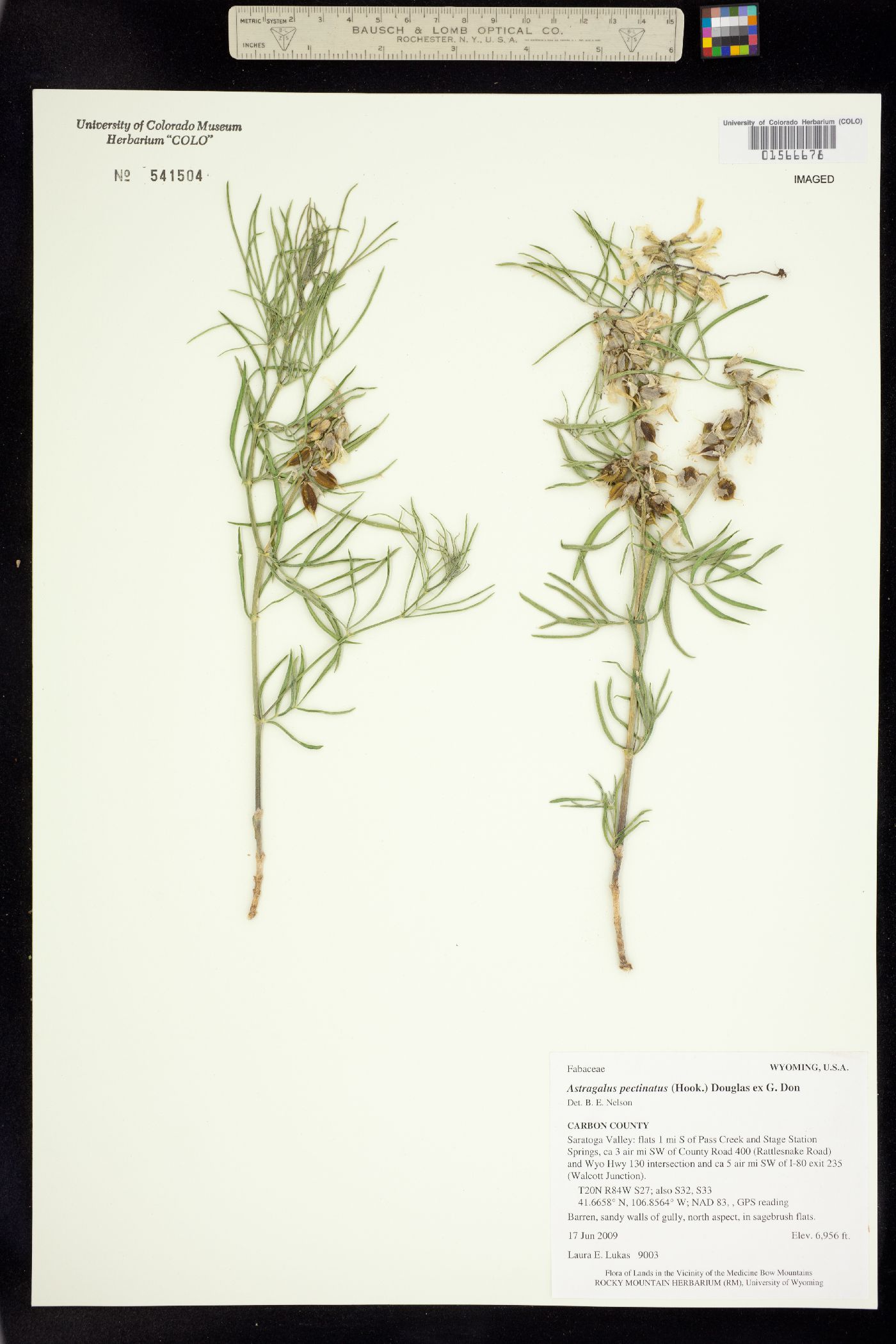 Astragalus pectinatus image