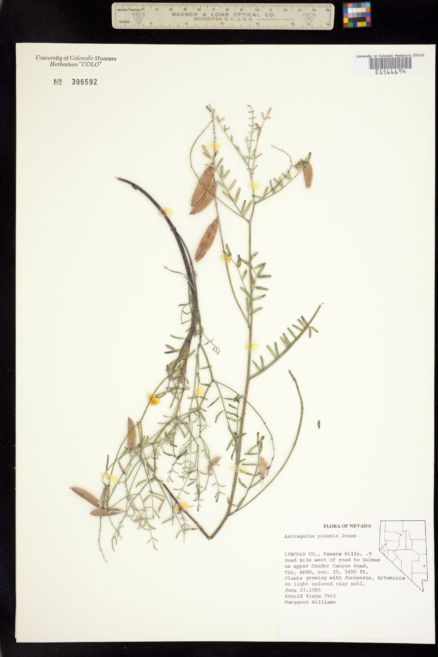 Astragalus pinonis image