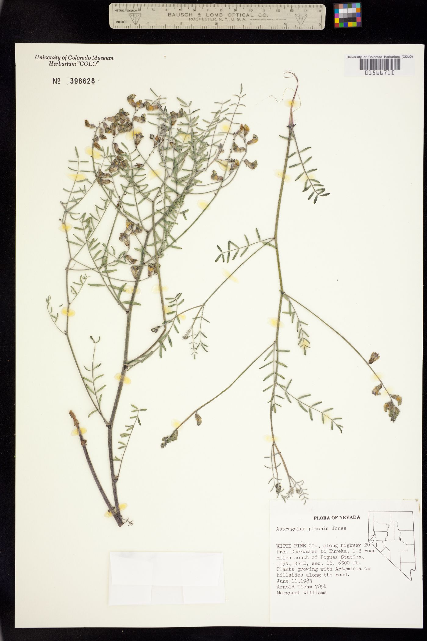 Astragalus pinonis image